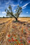 698 - LANDSCAPE WITH OLIVE TREE - BUGLI PIETRO - italy